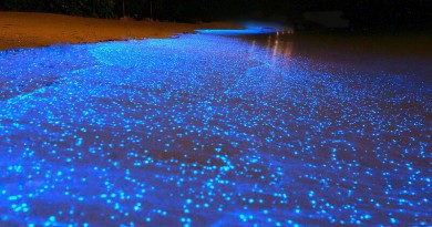 bioluminiscencia2