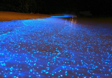 Bioluminiscencia en Holbox