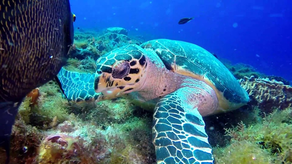 cozumel_tortuga