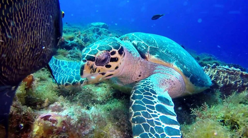 cozumel_tortuga