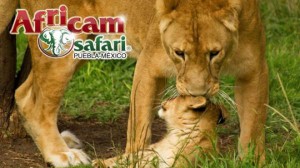 africam-safari-chica