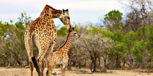 africam_safari